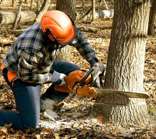 Tree Removal in Kincaid, WV